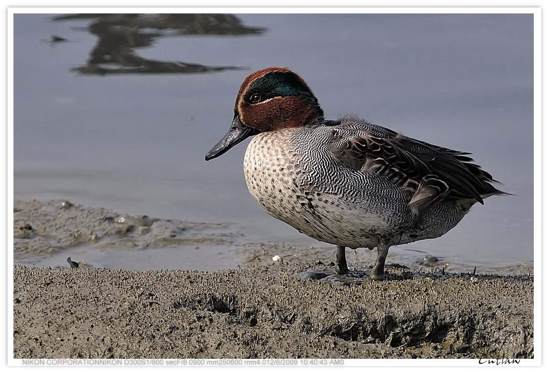  綠翅鴨 Common Teal.jpg