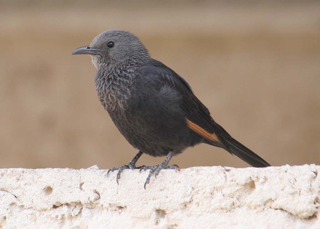 Tristram grackle female.jpg