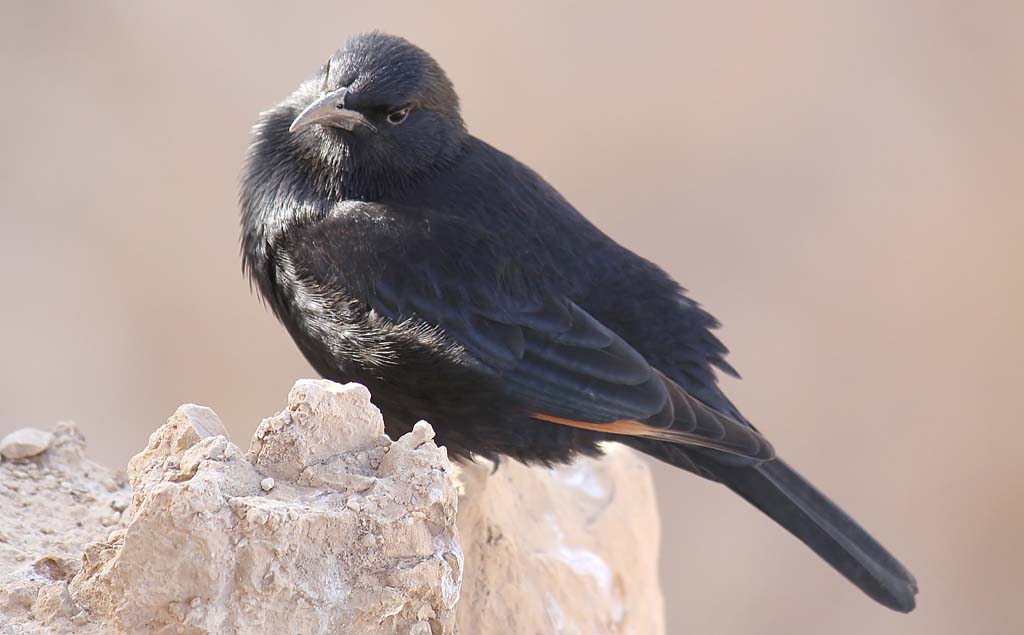 Tristram grackle male.jpg