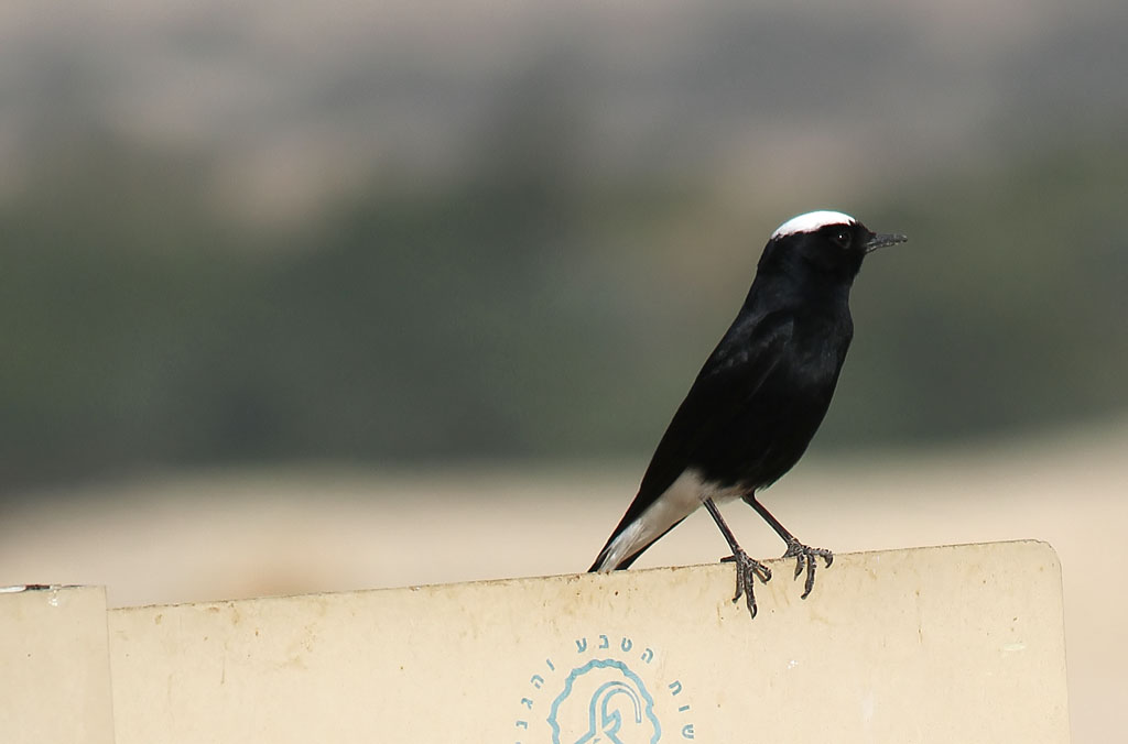 White-crowned black wheatear.JPG