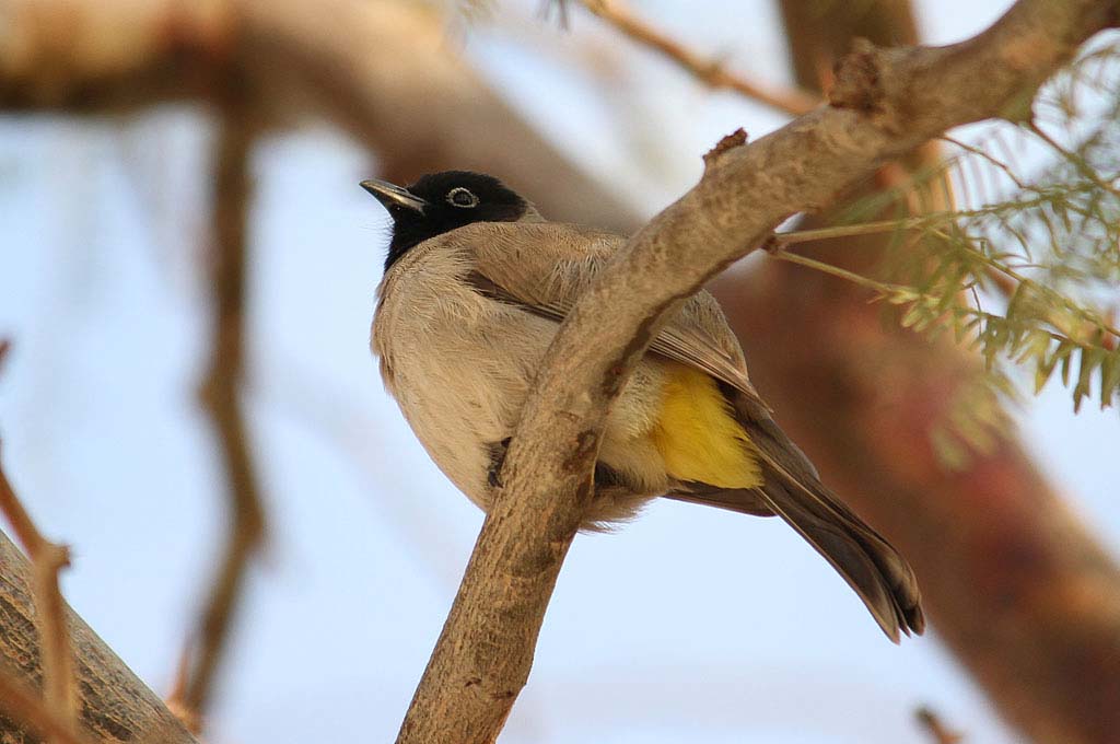 Yellow-vented bulbul.jpg