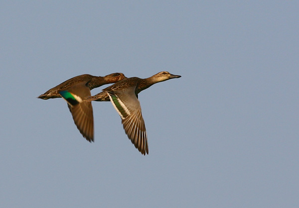 Common Teal.jpg