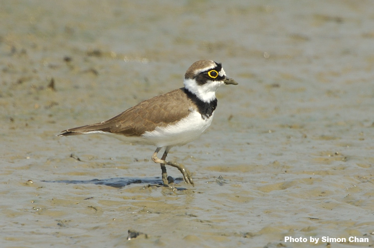 Little Ringed Plover_2.jpg