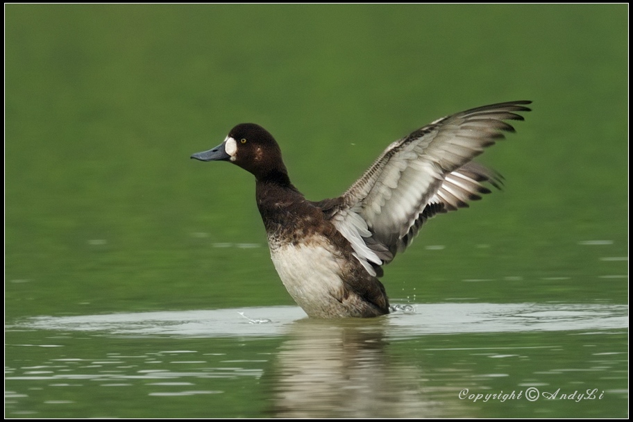 Greater Scaup -斑背潛鴨( female).jpg