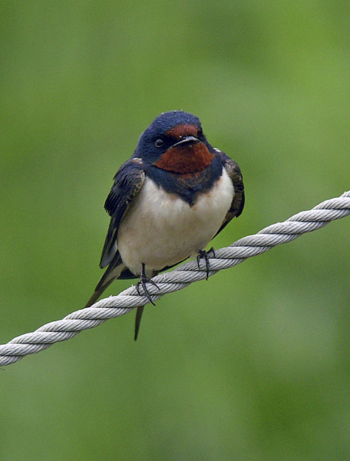 barn swallow DSCN1503.jpg