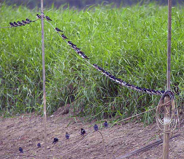 barn swallows DSCN1490.jpg