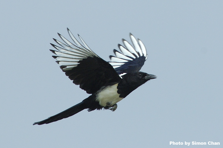 Common Magpie.jpg