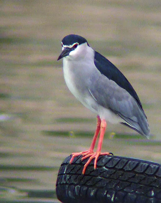 bc night heron.breedDSCF2078.jpg