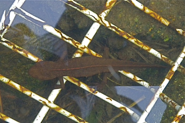 DSCN0224.HK Newt.jpg