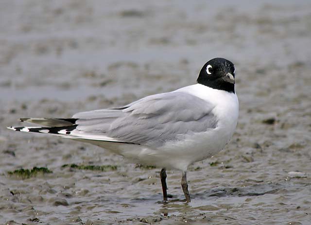 saunders gull.breedDSCN2680.jpg