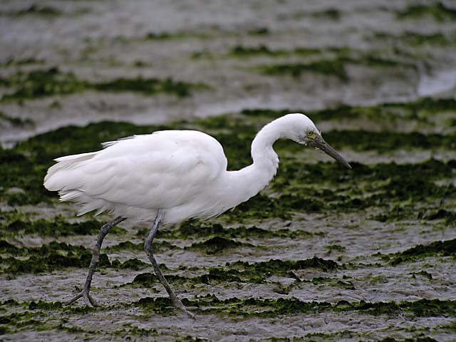 unsure egret DSCN2600.jpg