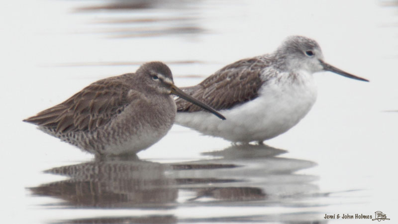 dowitcher_2587-01.jpg