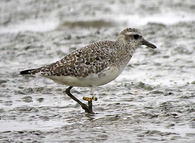 grey plover.flag DSCN2629.jpg