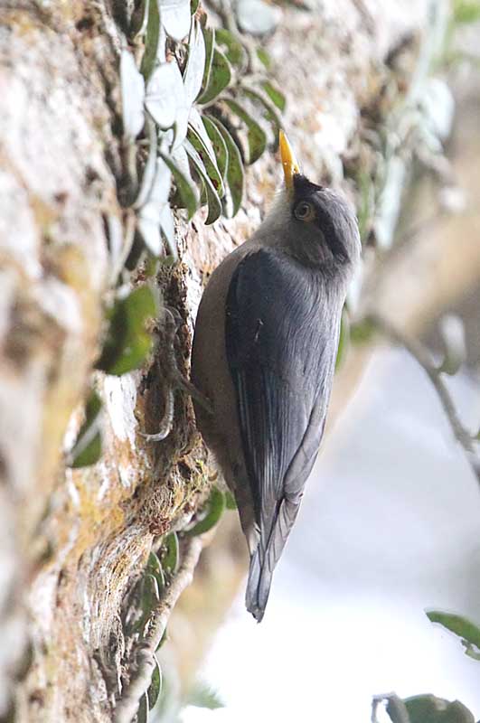 yellow-billed nuthatch 2c.jpg