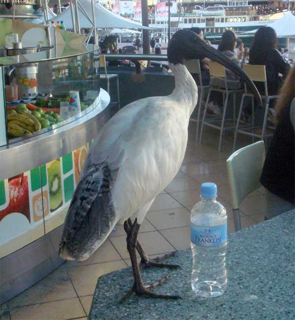 Sacrad ibis.jpg