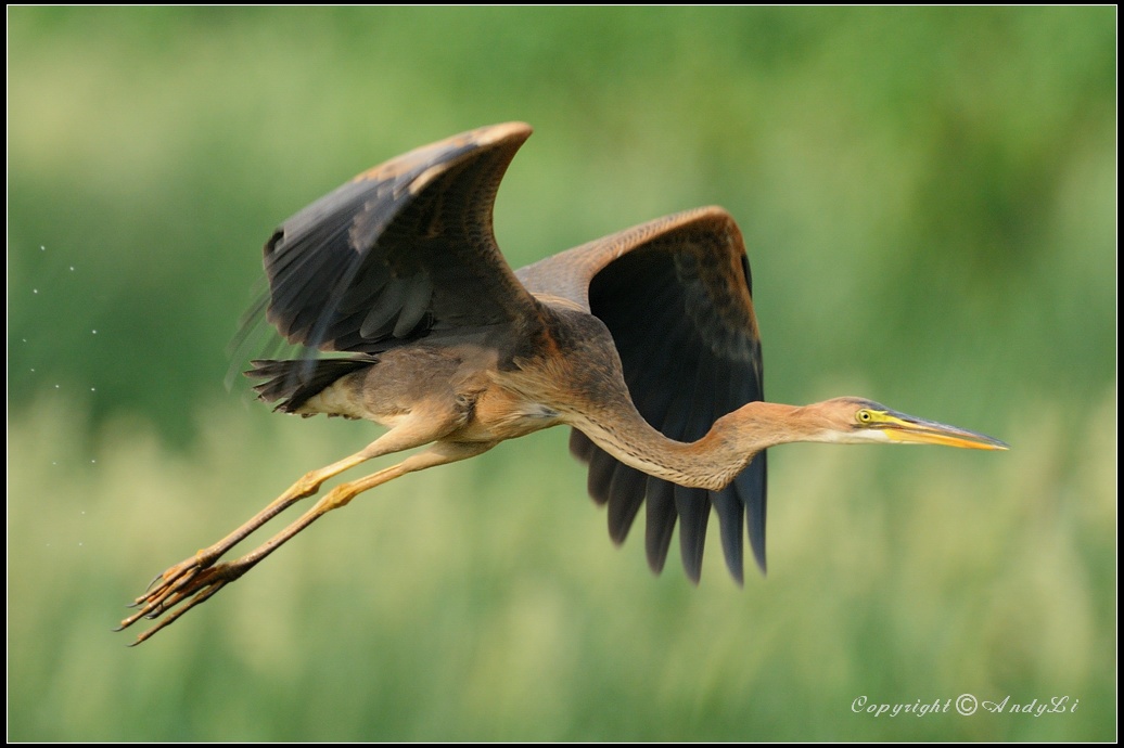 Purple Heron - 草鷺 1.jpg