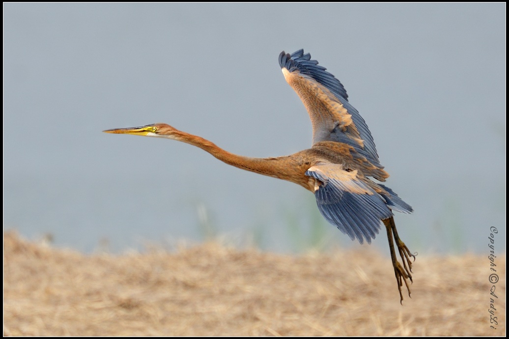 Purple Heron - 草鷺 2.jpg