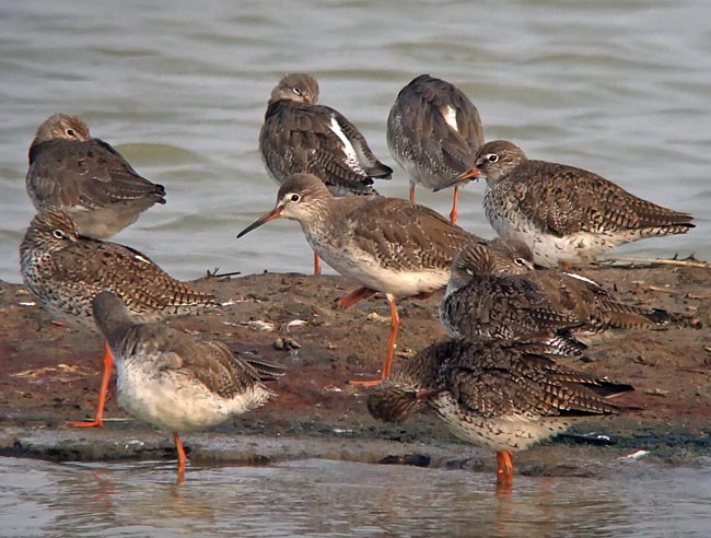 redshanks.nware DSCF2969.jpg