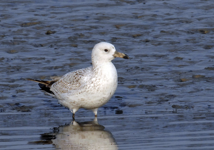 unknown gull D2x_DSC0376.jpg