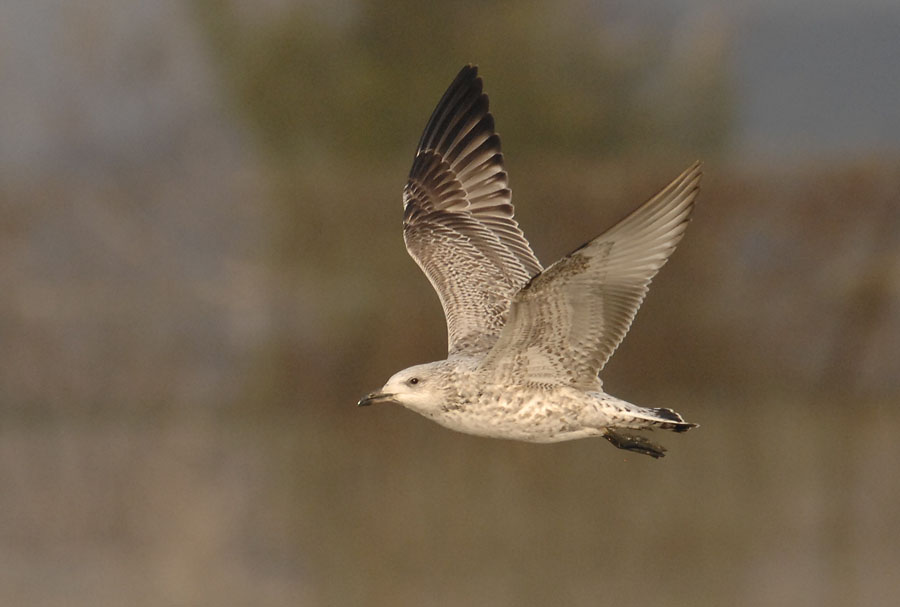 unknown gull flight_DSC0260.jpg