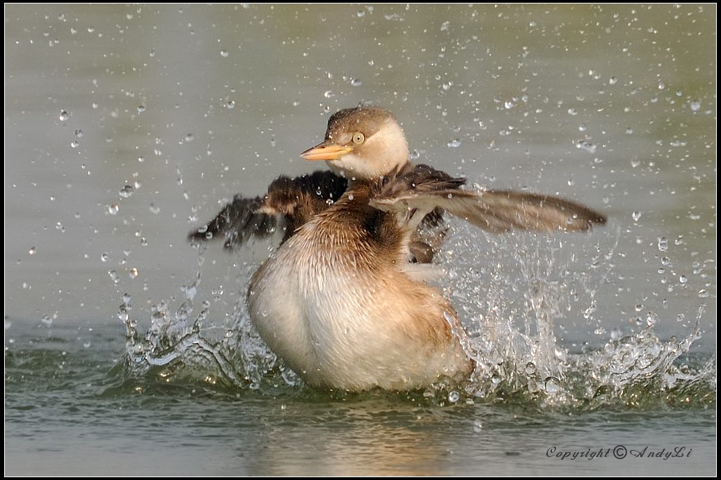 Little Grebe.jpg