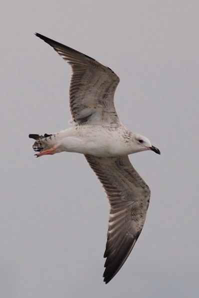 gull.jpg