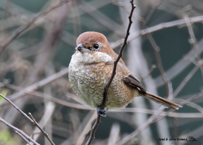 BHShrike_025-01.jpg