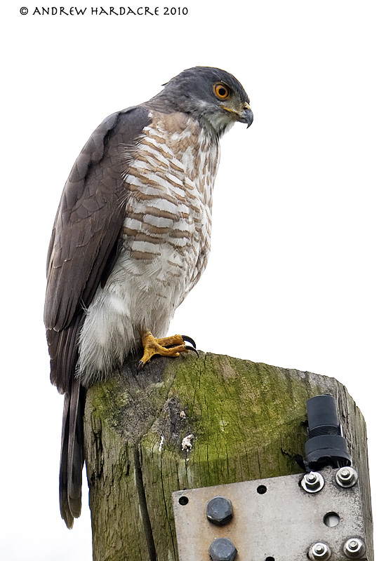 Crested goshawk 2.jpg