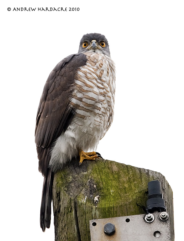 Crested goshawk.jpg