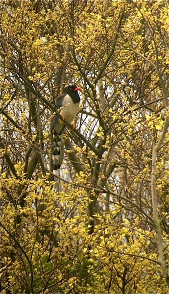 DSCN0707 ch b magpie bf.jpg