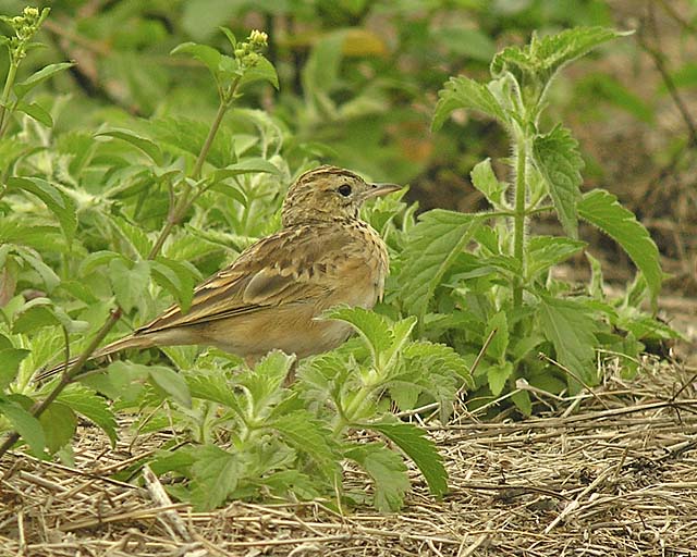 unknown pipit DSCN4672.jpg