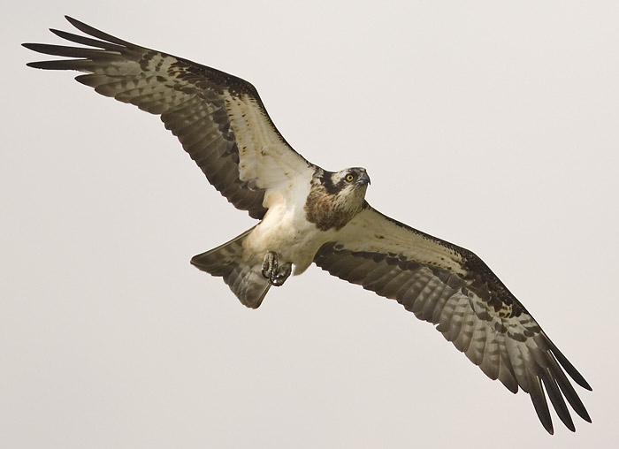 osprey.flight_DSC0051.jpg