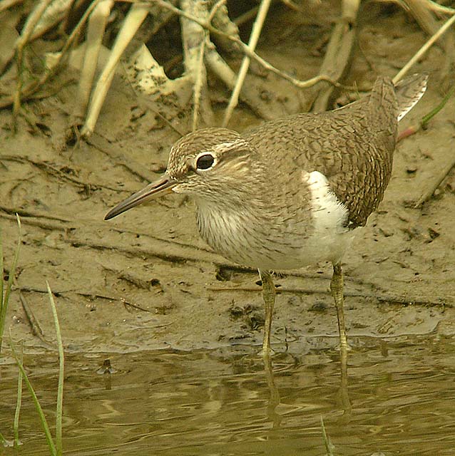 common sandpiper DSCN4644.jpg