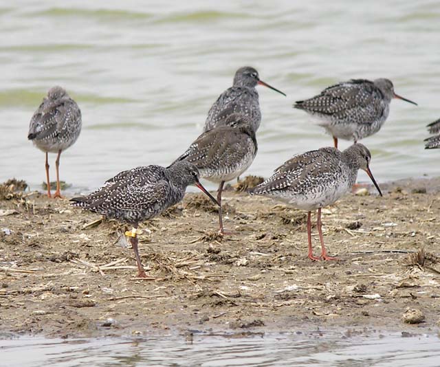 spotted redshanks.flag DSCN4850.jpg