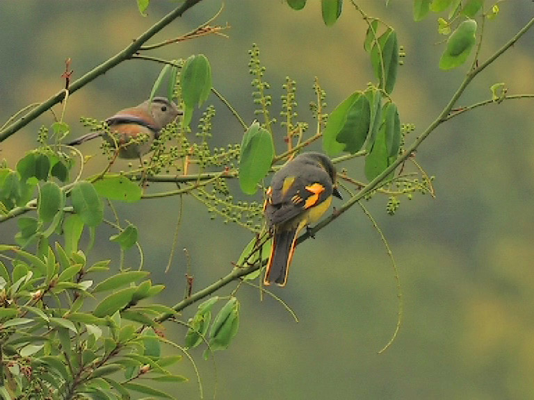 Bird id background.jpg