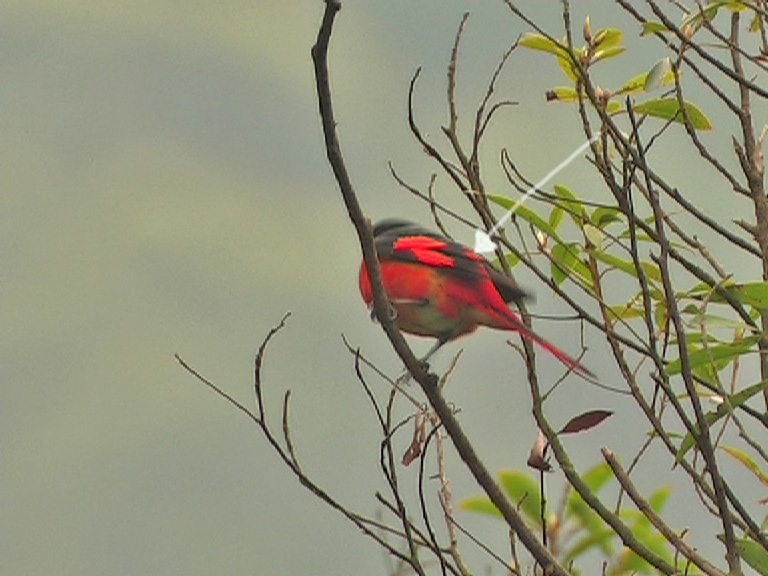 Scarlet Minivet.jpg