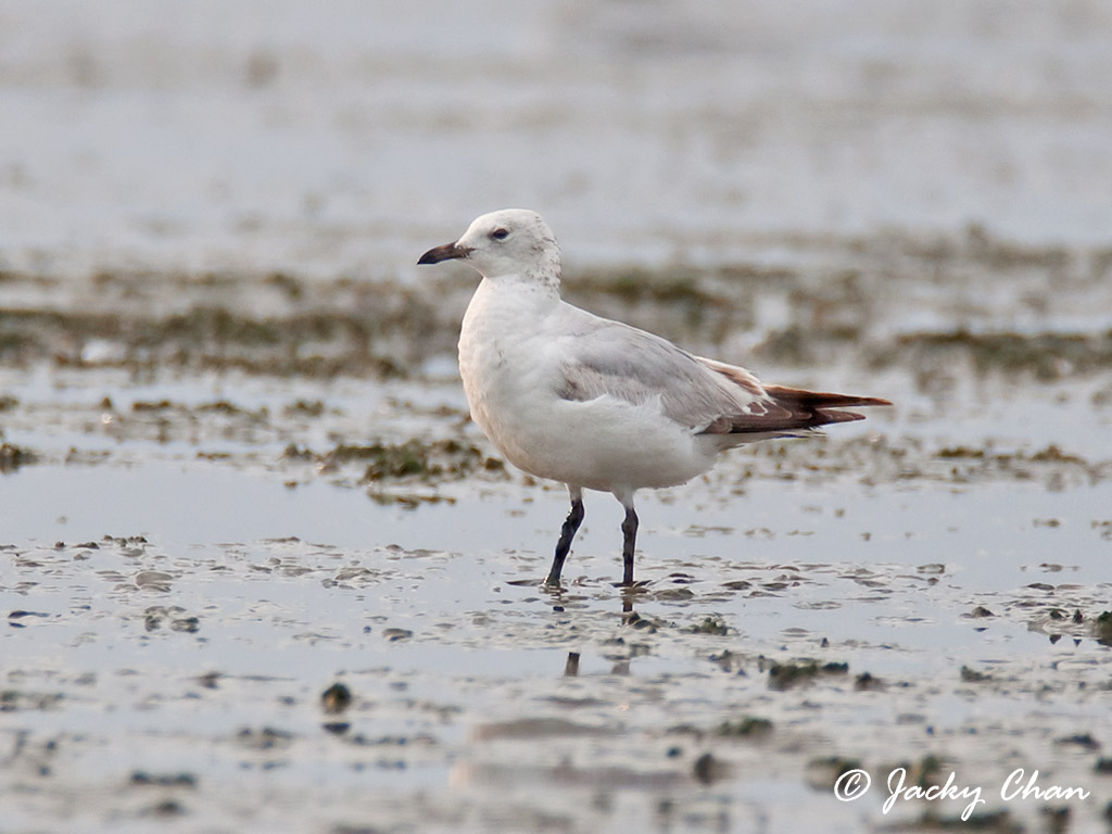 Relict Gull 遺鷗1.jpg