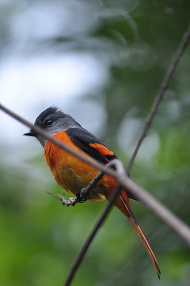 灰喉山椒鳥.jpg