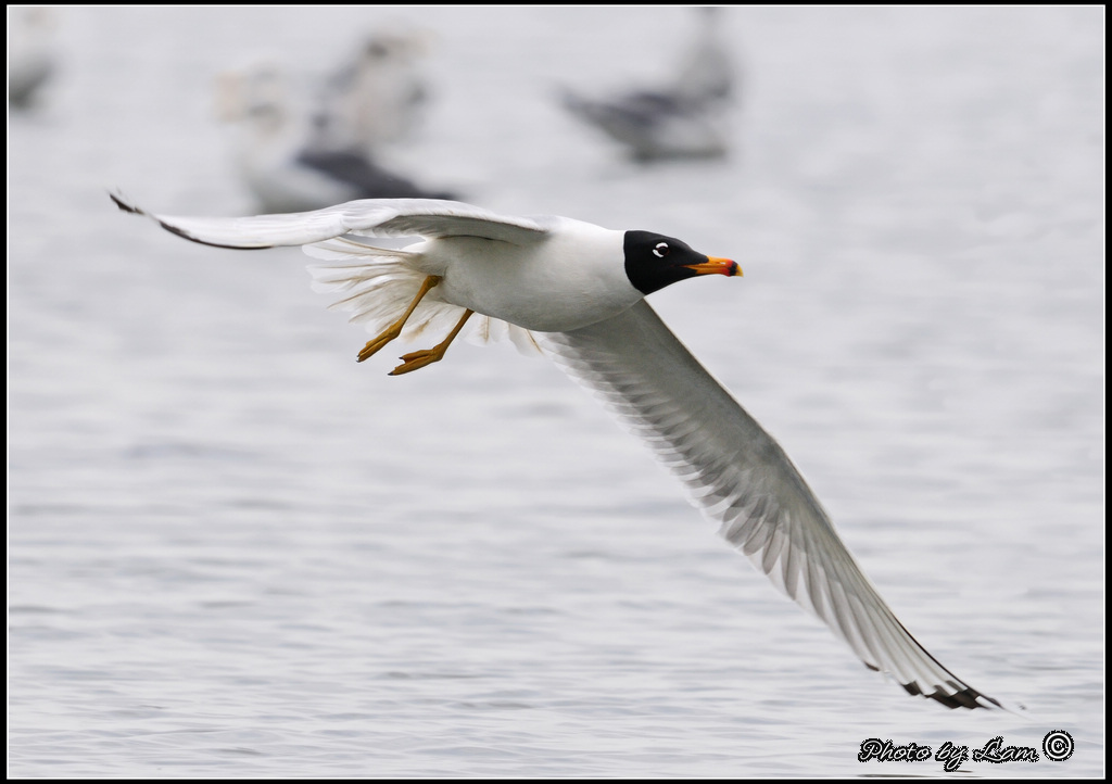 Pallas's Gull 01.jpg