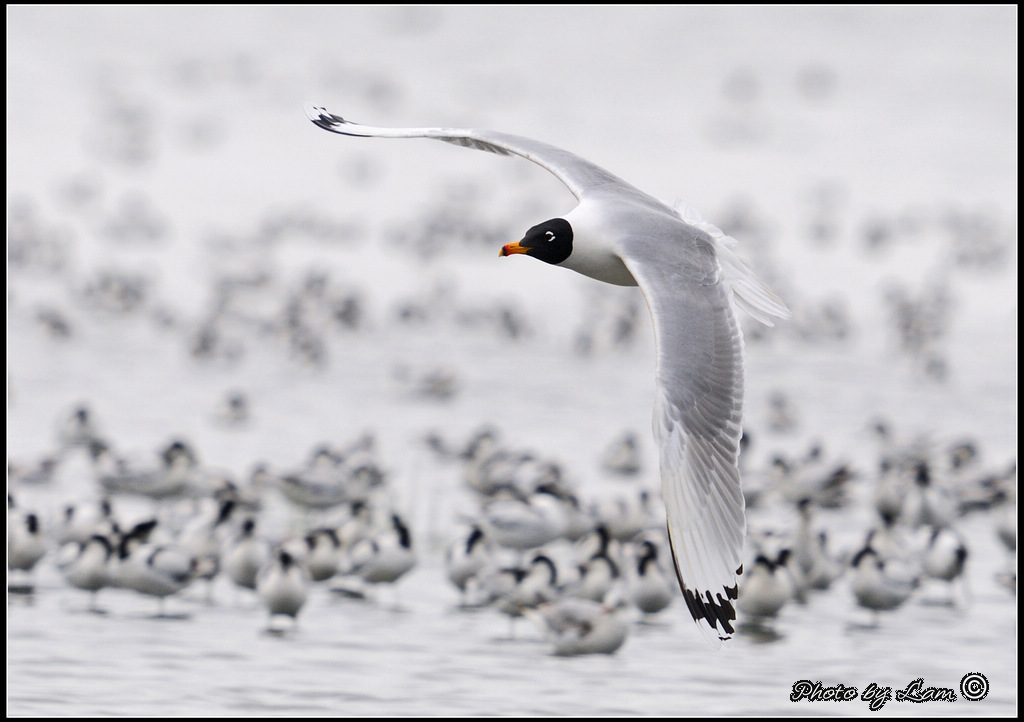 Pallas's Gull 02.JPG