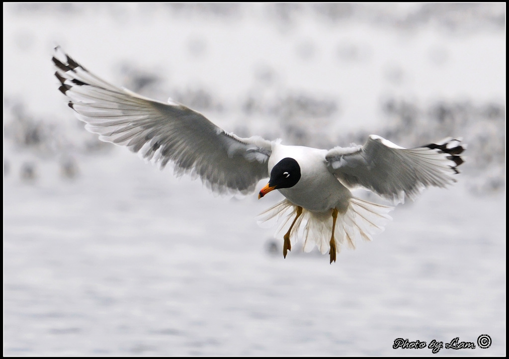 Pallas's Gull 06.jpg