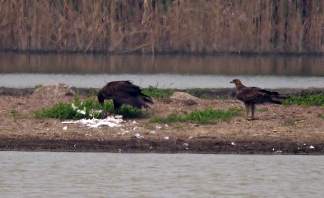 imperial eagles.pair.egret DSCN9205.jpg