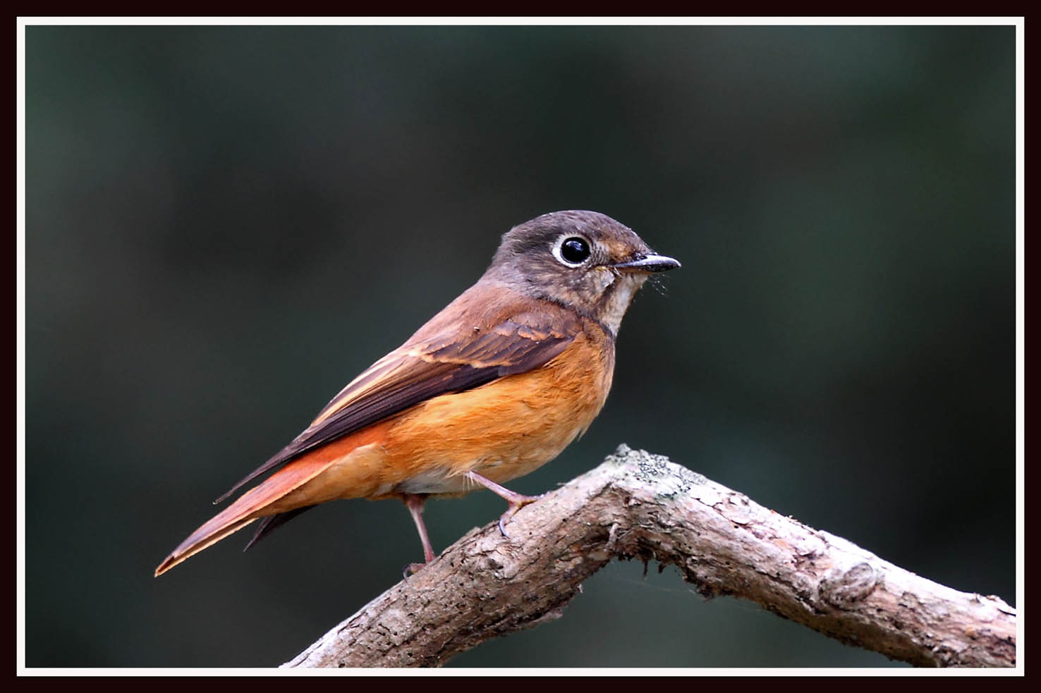 棕尾褐鶲 Ferruginous Flycatcher.jpg