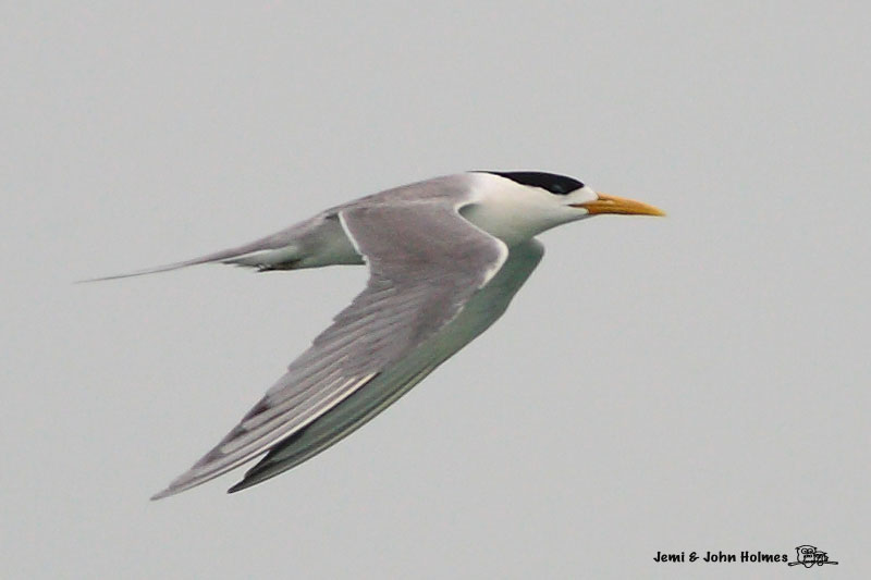 GreatCrestedTern2-jjh-01.jpg