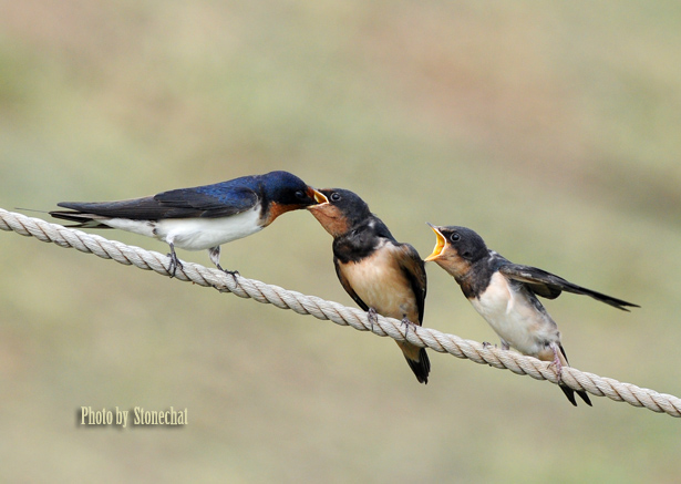 Barn Swallow A.jpg