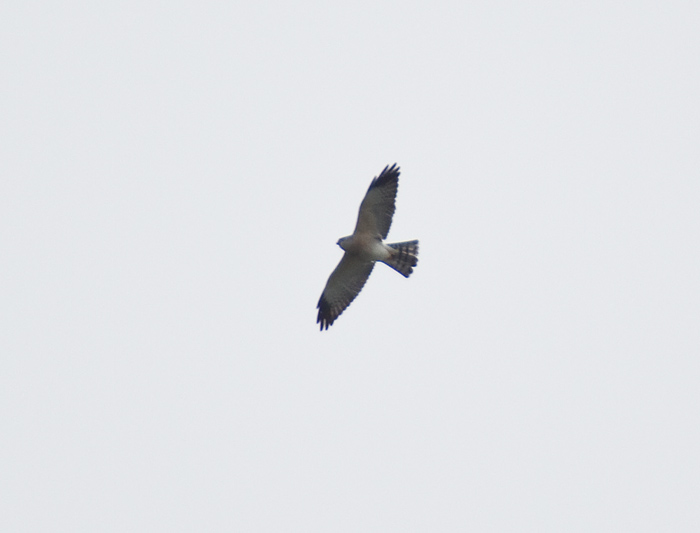 Chinese goshawk 2.jpg