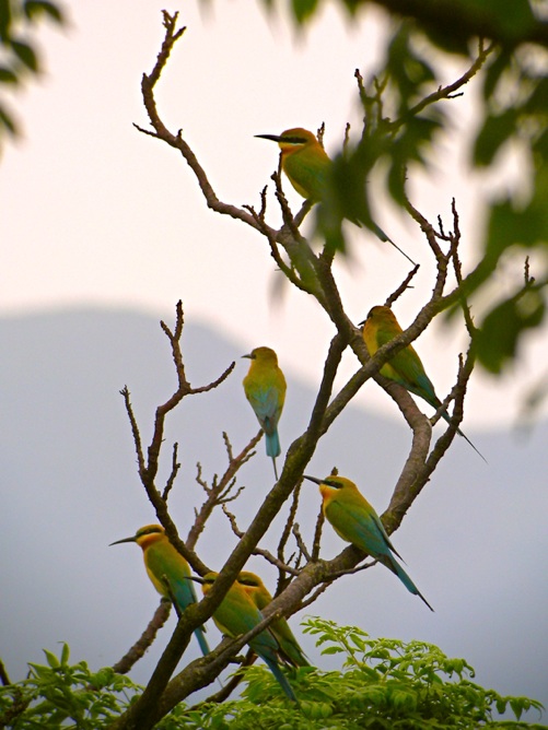 DSCN1218 BTBee-eater bf.jpg