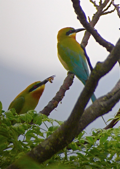 DSCN1222 Bt Bee-eater 3 bf.jpg