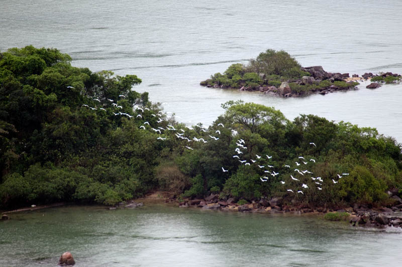 Little egret flock.jpg