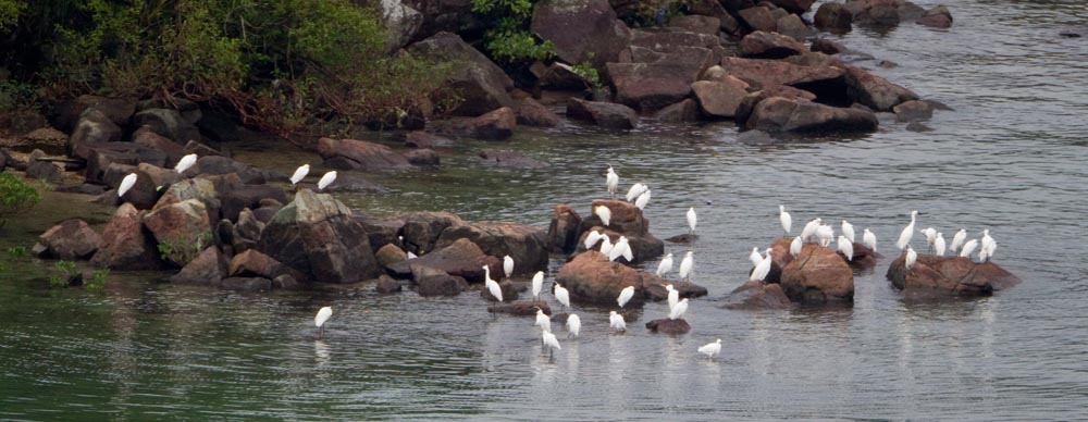 Little egrets 2.jpg